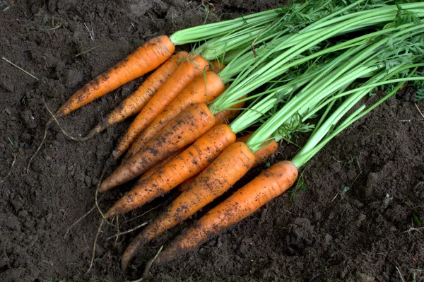 Ny skörd färska ekologiska morötter på mark — Stockfoto