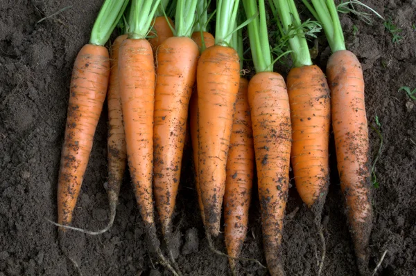 Nouvelle récolte de carottes biologiques fraîches — Photo