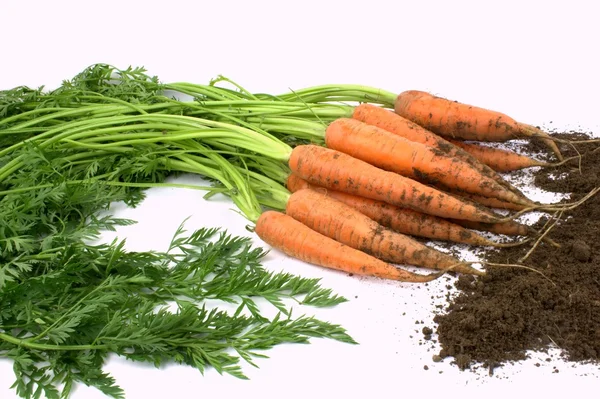 Zanahorias frescas y tierra — Foto de Stock