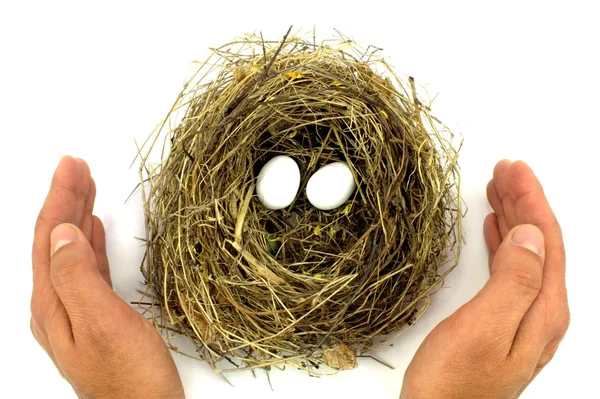 Kuş yuva, yumurtalar ve koruyucu eller — Stok fotoğraf