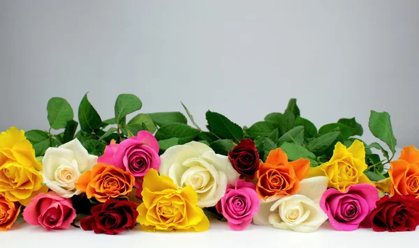 Rosas coloridas e fundo cinzento — Fotografia de Stock