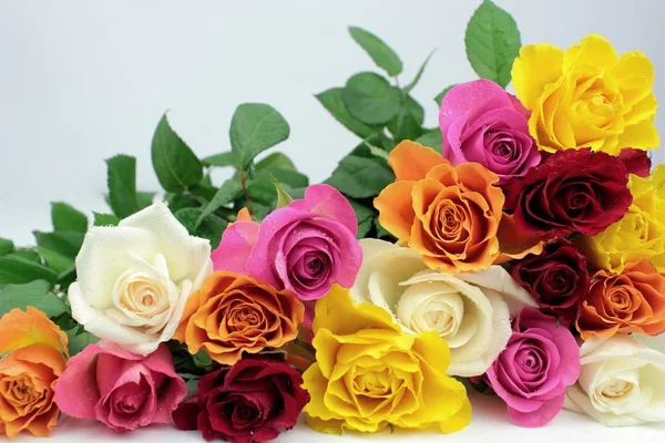 Colorful roses — Stock Photo, Image