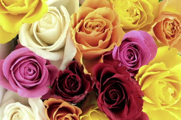 Kleurrijke rozen achtergrond — Stockfoto