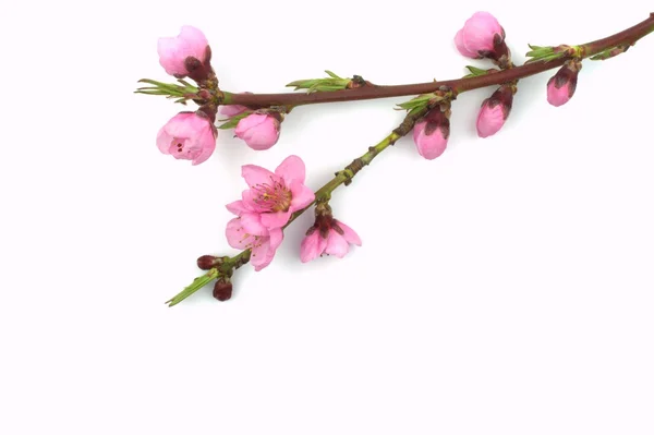Peach flowers — Stock Photo, Image