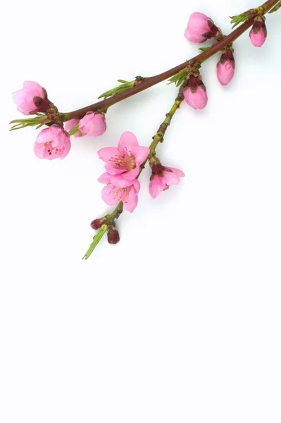 Pink, spring flowers — Stock Photo, Image