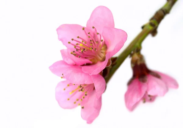 Flores rosadas de primavera. — Foto de Stock