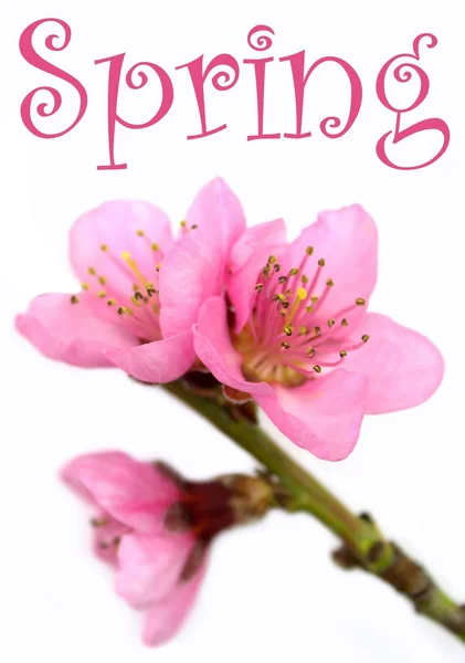 봄 꽃입니다. 샘플 텍스트와 복숭아 꽃 — 스톡 사진