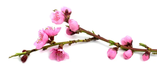 Peach tree branch and pink flowers — Stock Photo, Image