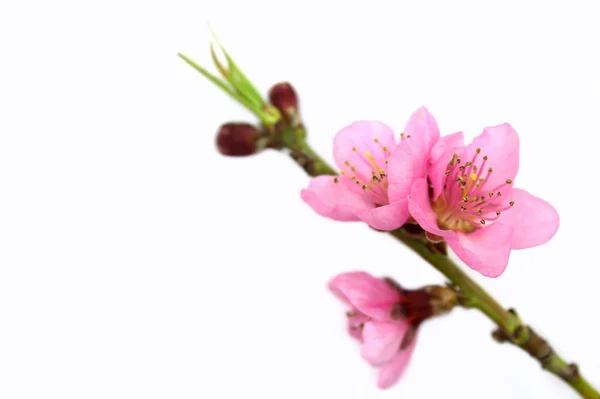 Pink Spring flowers. — Stock Photo, Image