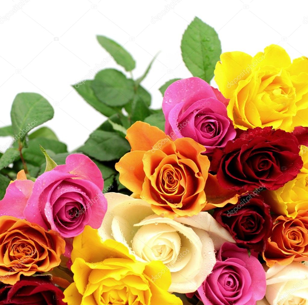 Hermoso fondo de rosas coloridas fotos de stock, imágenes de Hermoso fondo  de rosas coloridas sin royalties | Depositphotos