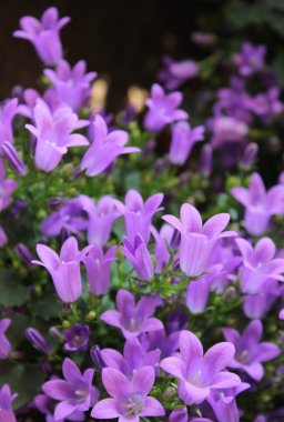 çan çiçeği çiçek ya da bellflowers