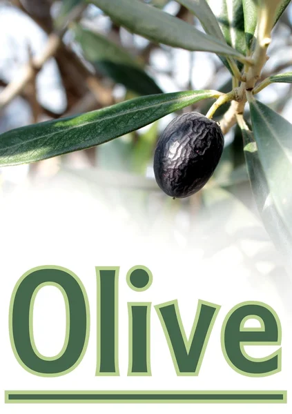 Olivenöl und Beispieltext — Stockfoto