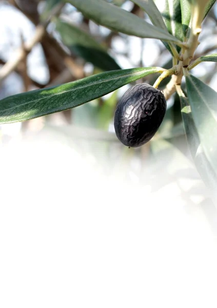 Schwarze Olive und Platz für Text — Stockfoto