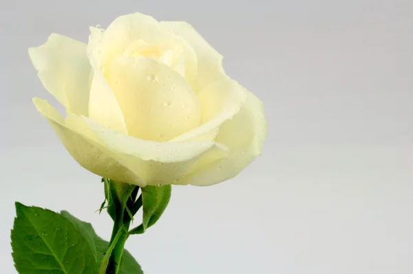 White rose — Stock Photo, Image