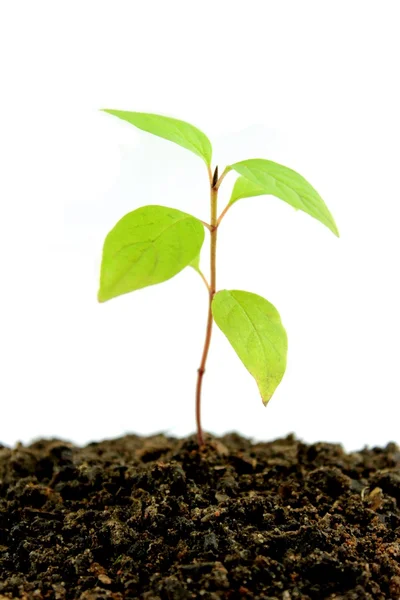 Young plant . — Stock Photo, Image