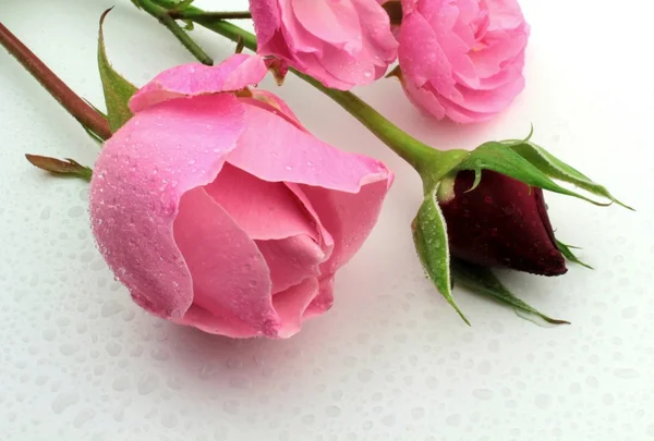 ピンクおよび赤いバラ — ストック写真