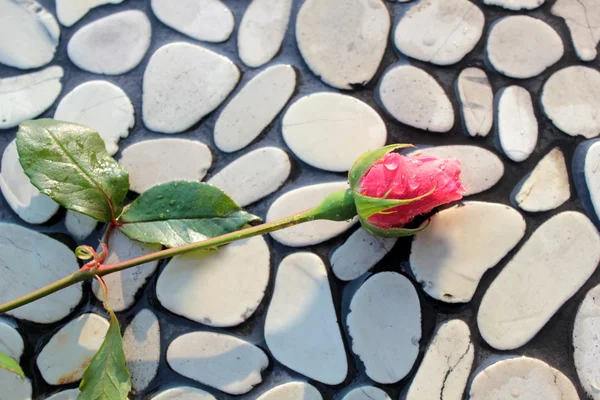 Kameny zázemí a růžové růže — Stock fotografie