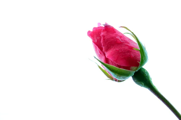 Rose bud — Stock Photo, Image