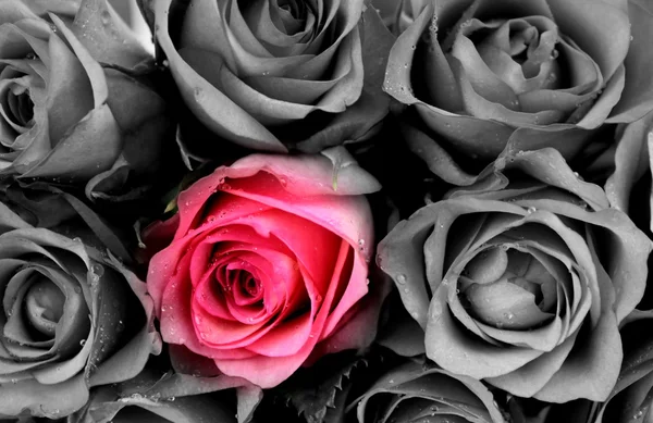 Rosa und graue Rose — Stockfoto