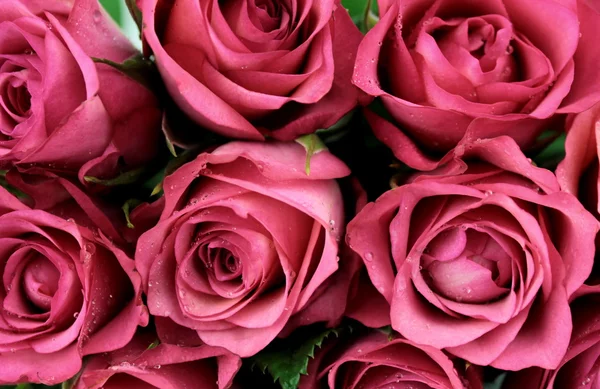 Pink roses — Stock Photo, Image