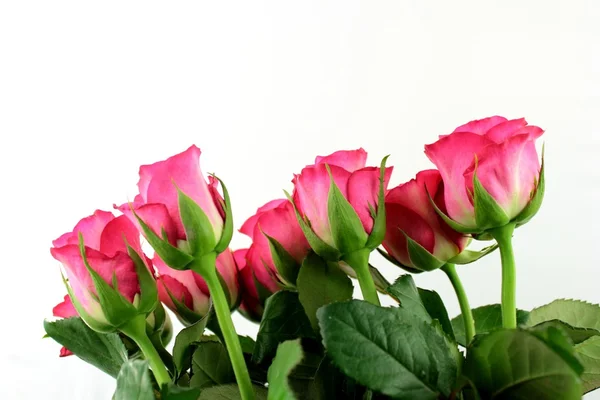 Rosas rosadas — Foto de Stock