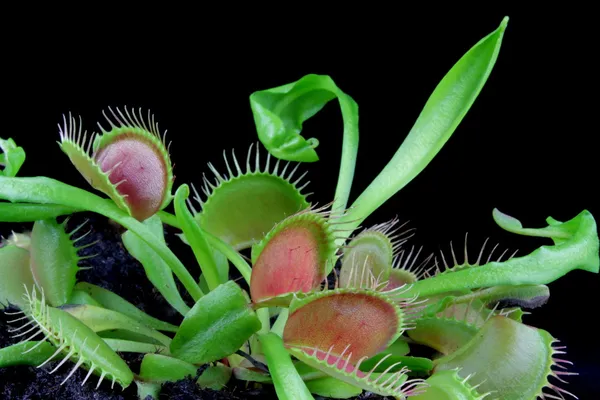 Planta Carnívora — Fotografia de Stock