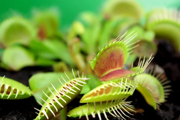 Flytrap, planta carnívora . Imagens De Bancos De Imagens