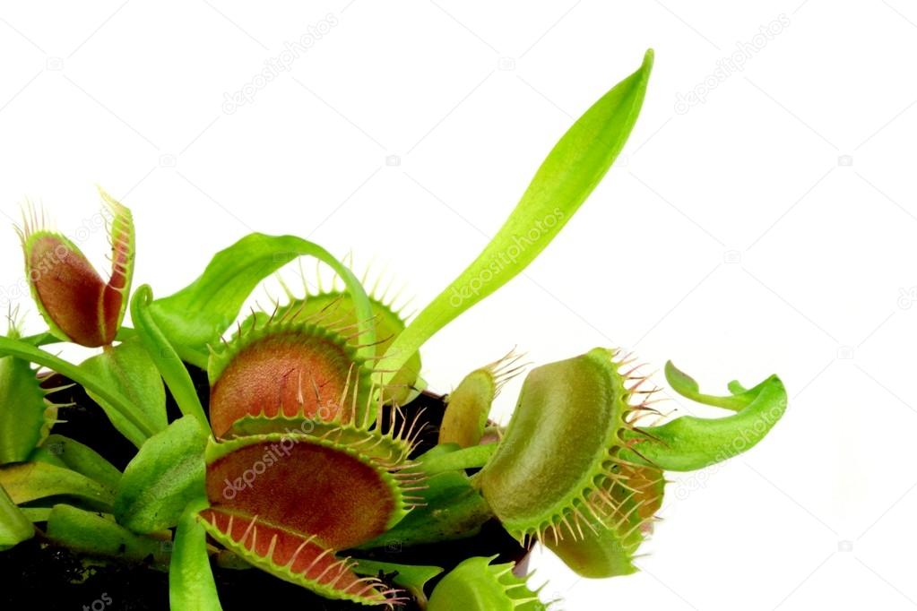 Carnivorous plant.