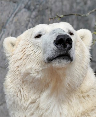 Polar bear portrait clipart