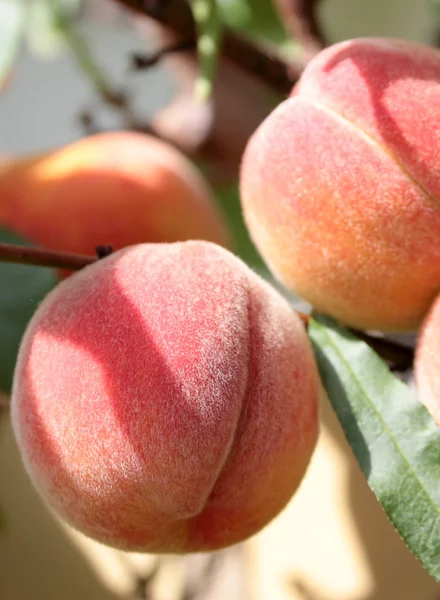 新鮮で熟した桃の枝に — ストック写真