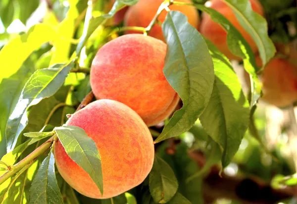 Juicy peach branch — Stock Photo, Image