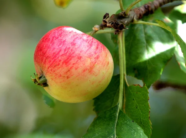 新鮮な有機栽培のリンゴ — ストック写真