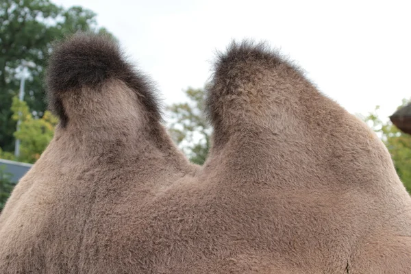 Wielbłądy kark — Zdjęcie stockowe