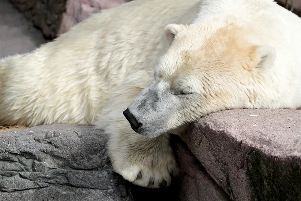 Kutup ayısı uyku — Stok fotoğraf