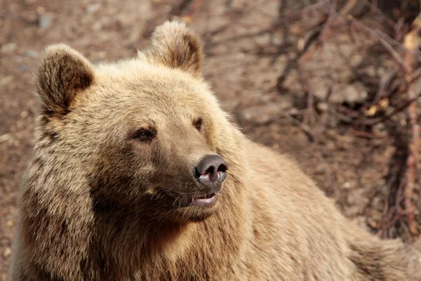 Brun björn, — Stockfoto
