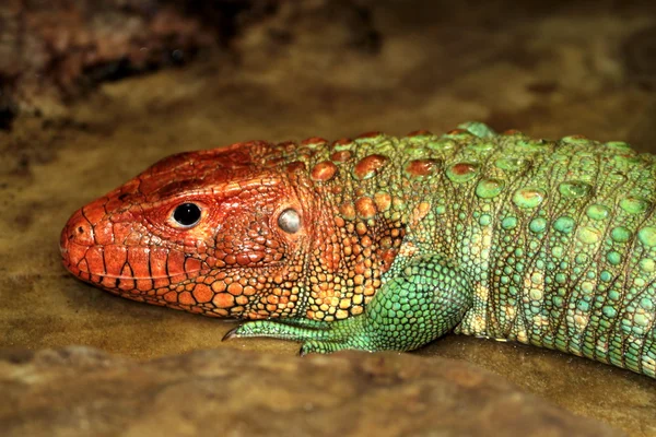 Colorful Caiman Lizard — Stock Photo, Image