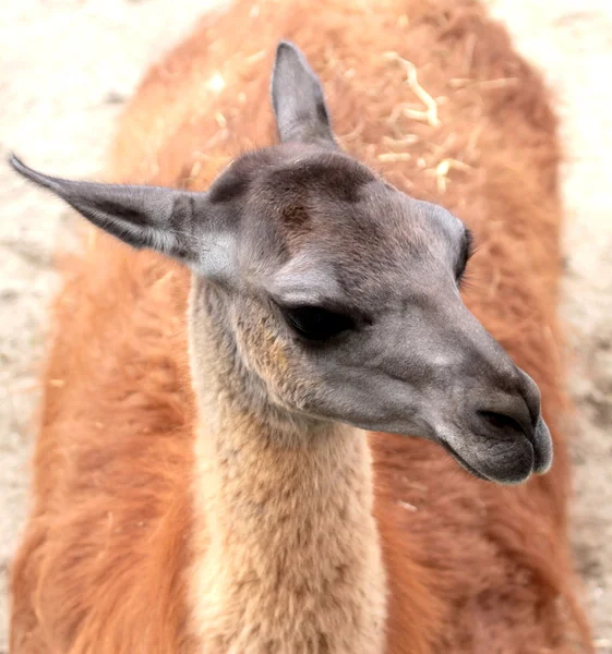 Brown llama — Stock Photo, Image