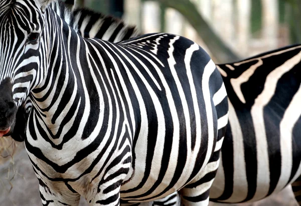 Zebra portrait — Stock Photo, Image