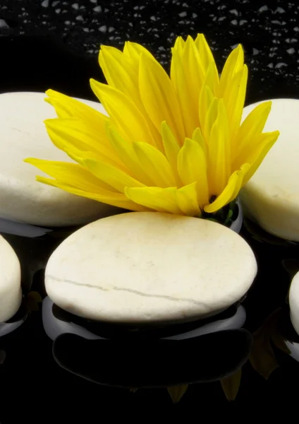 Желтый цветок и белые камни с водой — стоковое фото