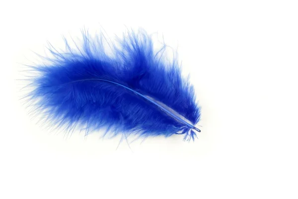Голубое перо — стоковое фото