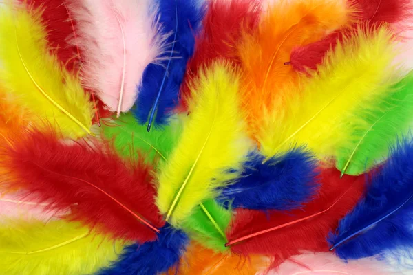 Plumes colorées — Photo