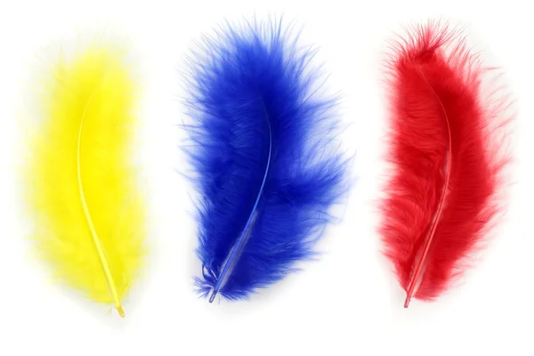 Yellow, blue and red feather — Stock Photo, Image