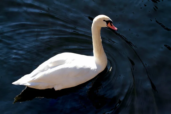 Cigno bianco — Foto Stock