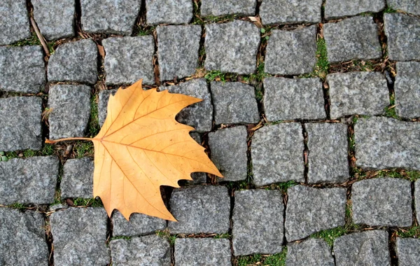 Road paving stones and brown leaf — Stock Photo, Image