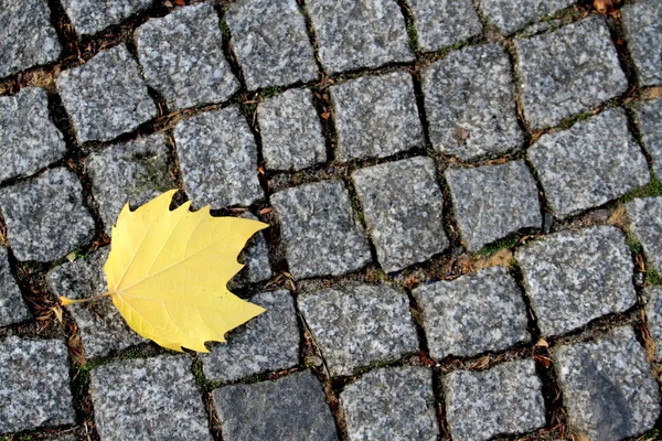 Road paving stones and yellow leaf. — Stock Photo, Image
