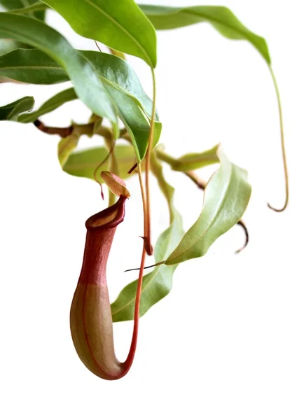 肉食性植物。嚢状葉植物 — ストック写真