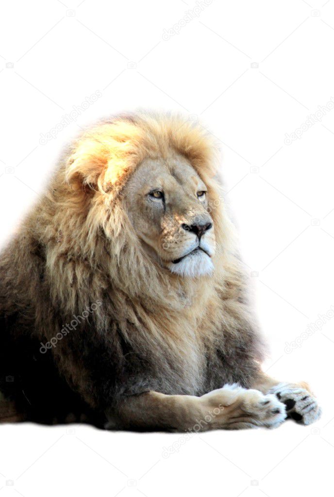 Portrait of abig male african lion
