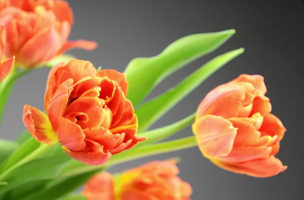 Oranje tulpenbloemen — Stockfoto