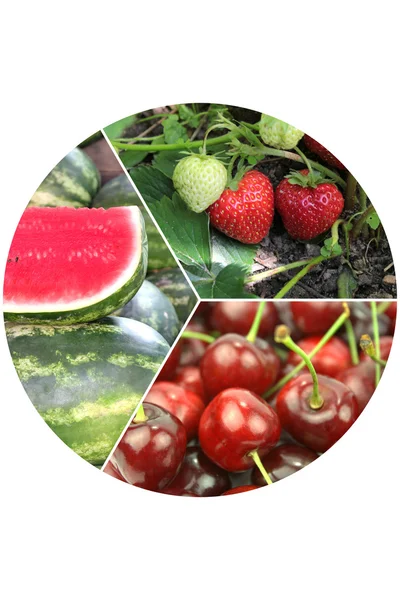 Vers zomerfruit — Stockfoto