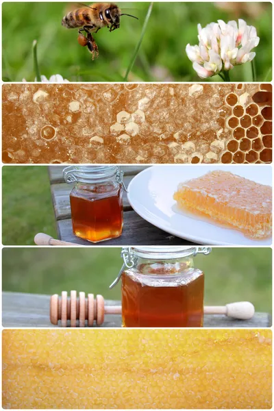 Honey bee — Stock Photo, Image